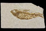Bargain Fossil Fish (Knightia) - Wyoming #150553-1